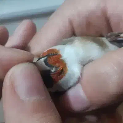 سره نر سرع گل قرمز نارنجی|پرنده|کندوان, |دیوار