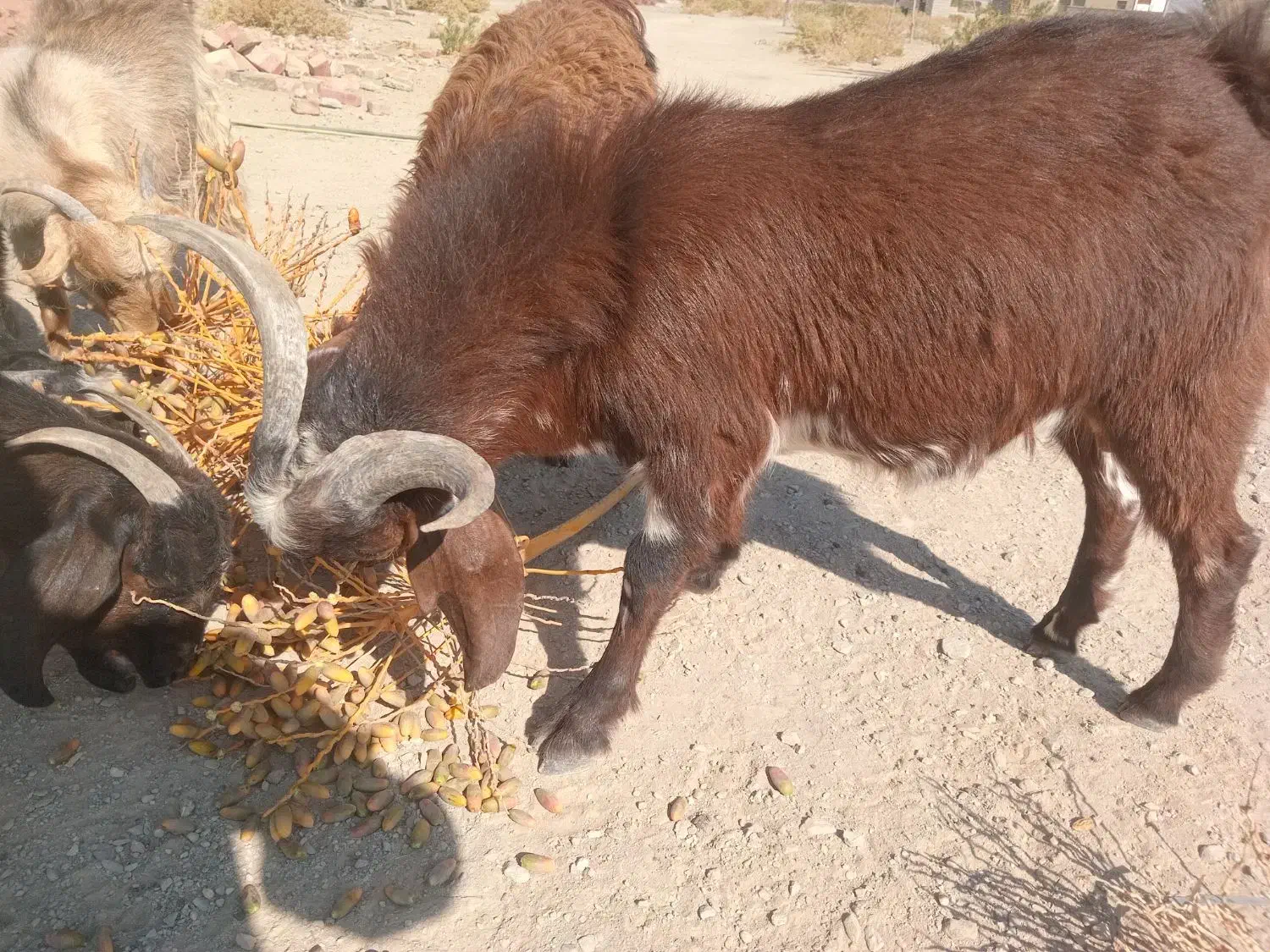تروشت مری و محلی|حیوانات مزرعه|سراوان, |دیوار