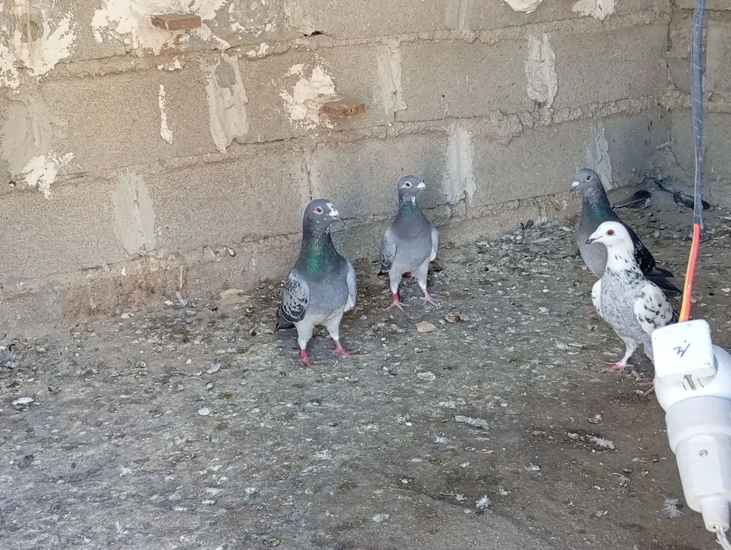 کبوتر|پرنده|دلند, |دیوار