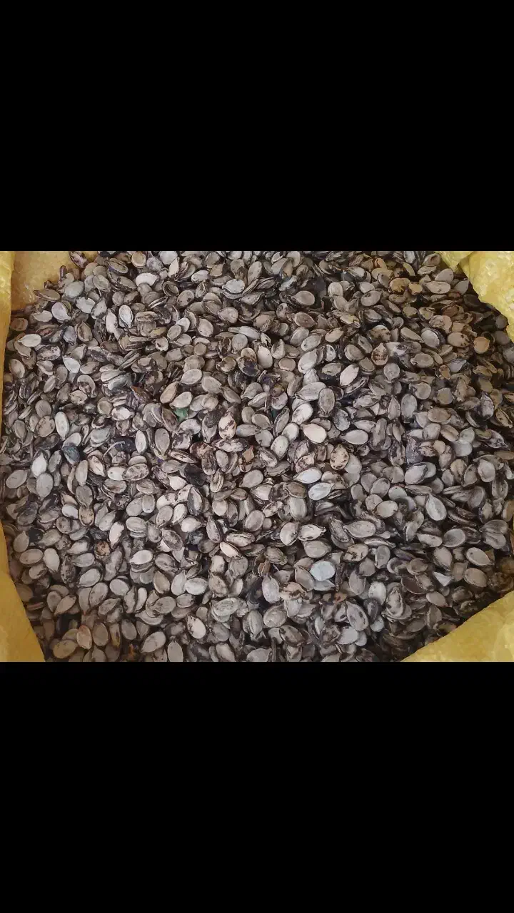 تخم هندوانه|عمدهفروشی|آزادشهر, |دیوار