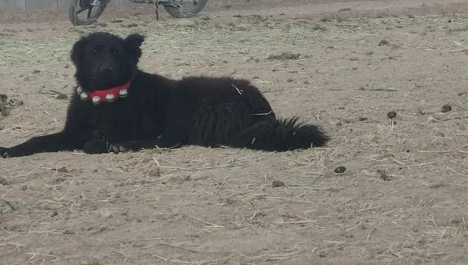 سگ قدرجونی|سگ|ابرکوه, |دیوار