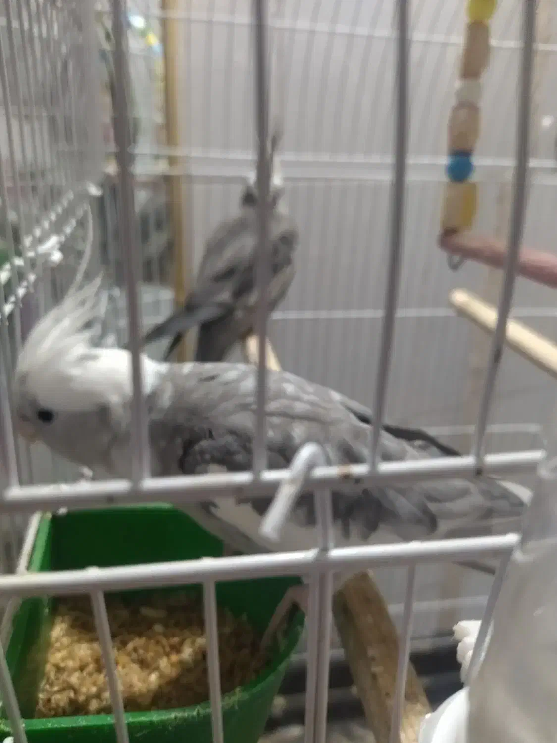 عروس هلندی جفت|پرنده|مشهد, امیرآباد|دیوار