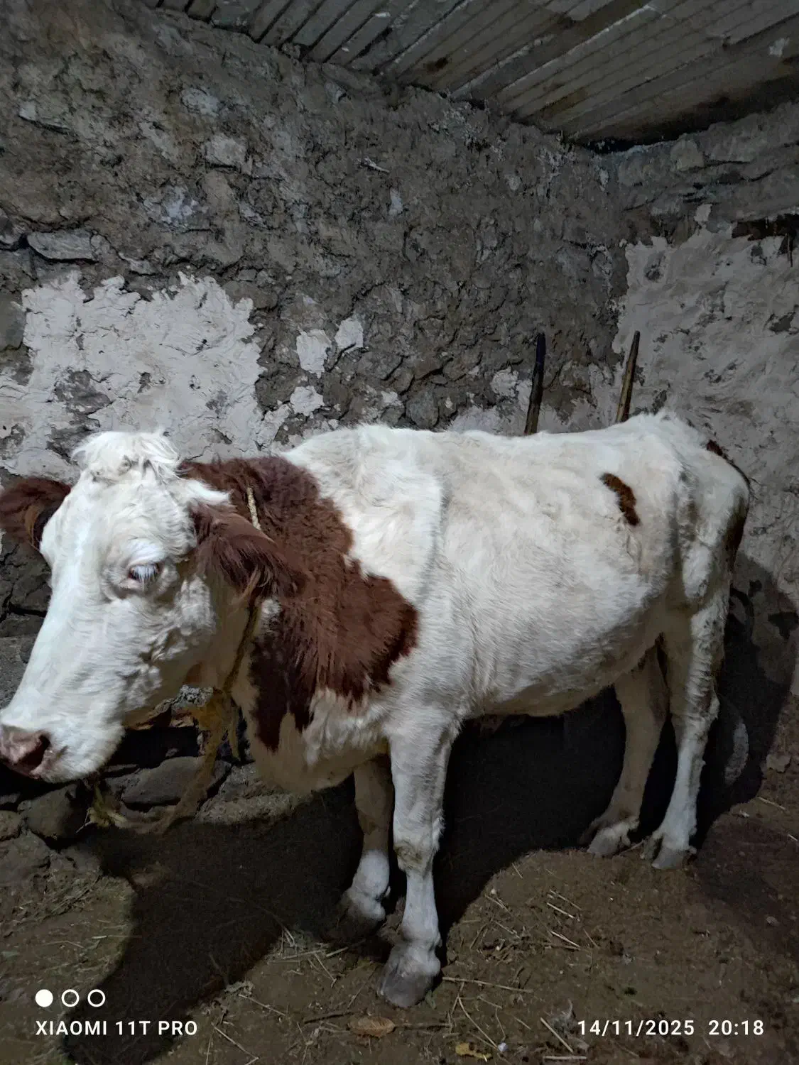 گاو سمیتال|حیوانات مزرعه|سیلوانه, |دیوار