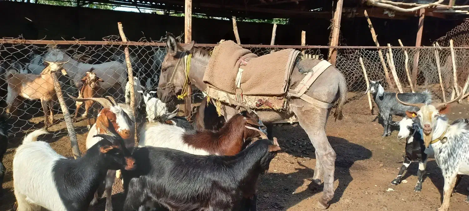 الاغ فروشی گوسفندی|حیوانات مزرعه|گرگان, |دیوار