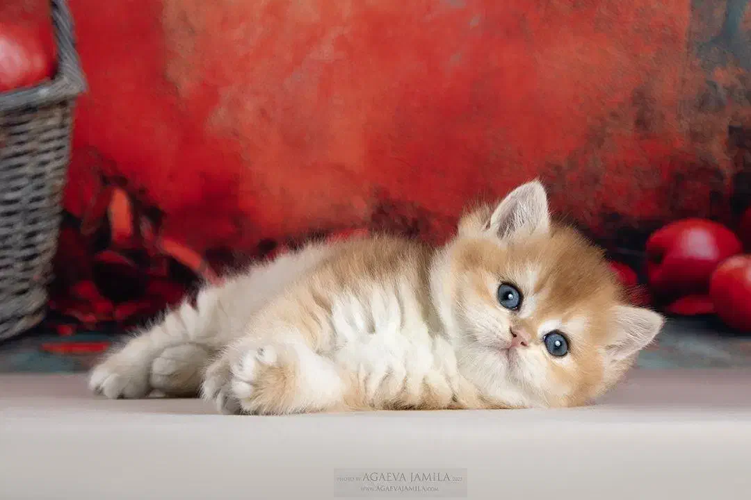 مجموعه گربه های اشرافی خاص ( پرشین بریتیش اسکاتیش)|گربه|رشت, گلسار|دیوار