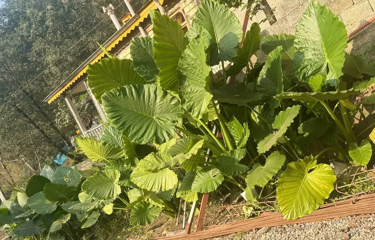 فروش گل باباآدم|گل و گیاه طبیعی|ماسال, |دیوار