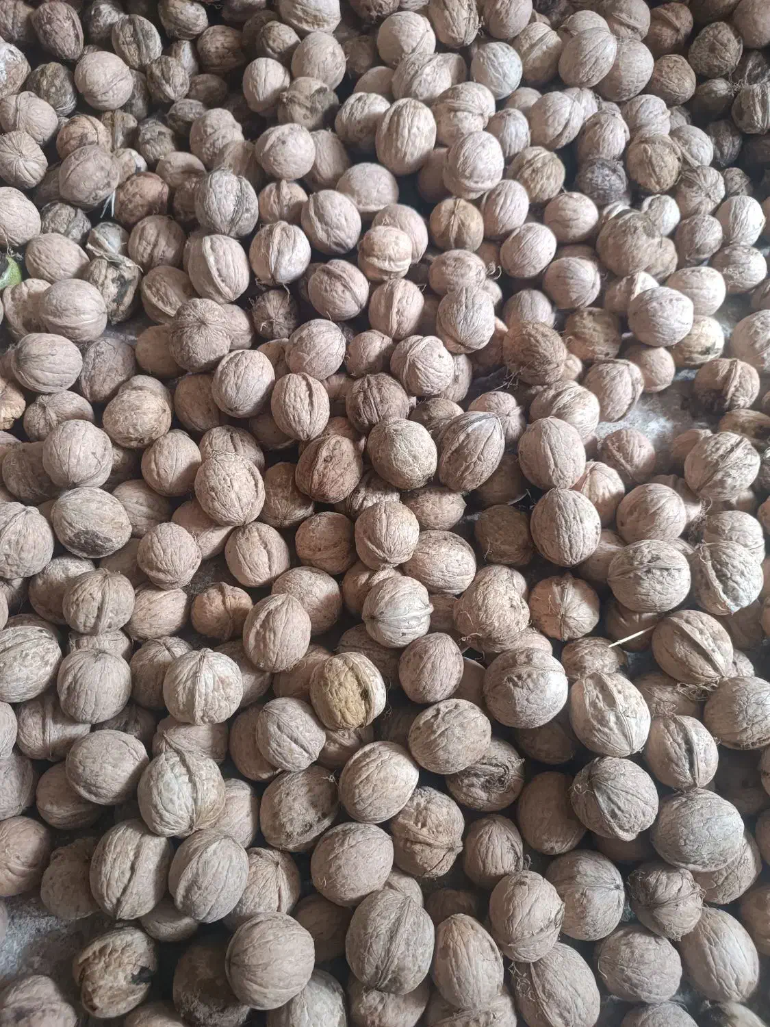 گردو|خوردنی و آشامیدنی|بیرانوند, |دیوار