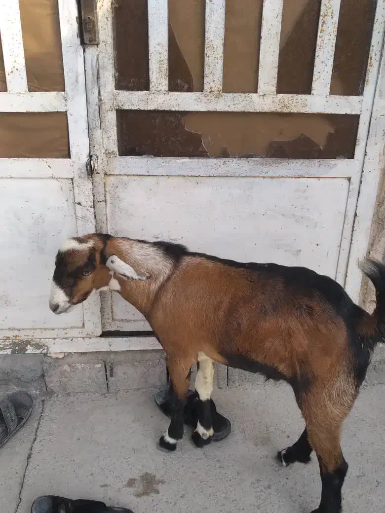 تخت|حیوانات مزرعه|تخت, |دیوار