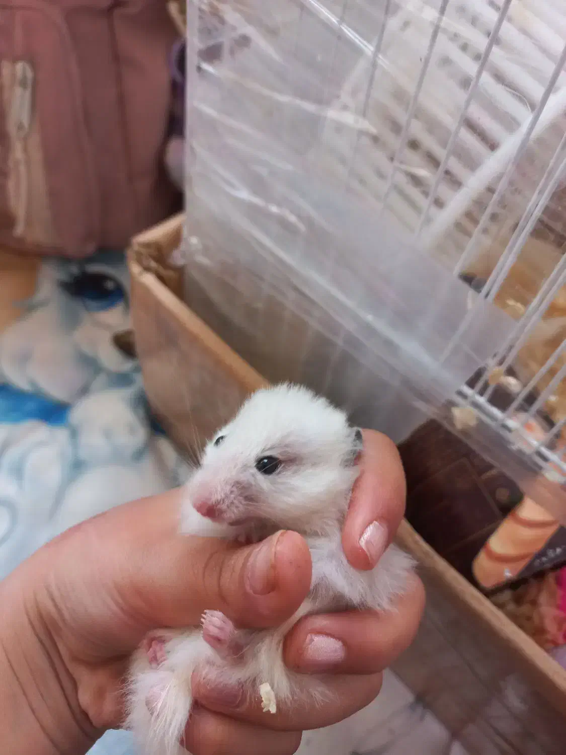 دو عدد همستر|موش و خرگوش|مشهد, حسابی جنوبی (شهرک غرب)|دیوار