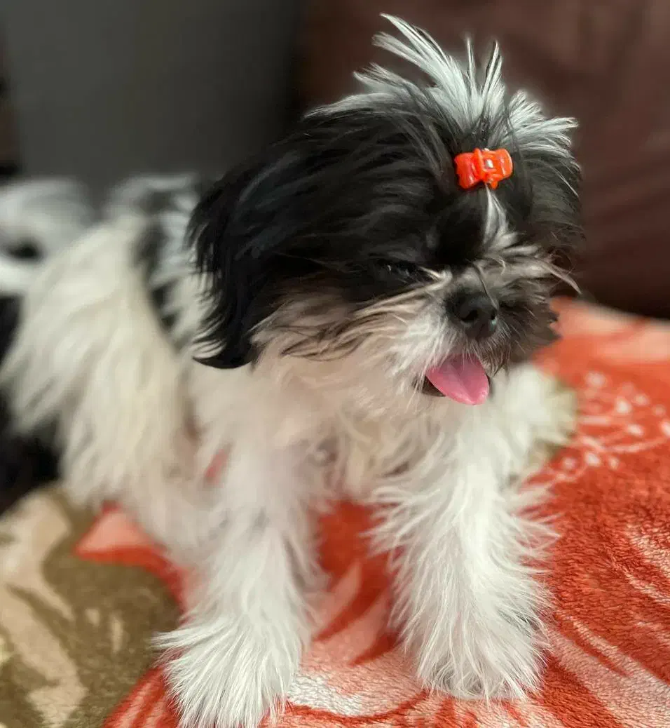 سگ شیتزو فلت|سگ|شیراز, نیایش|دیوار