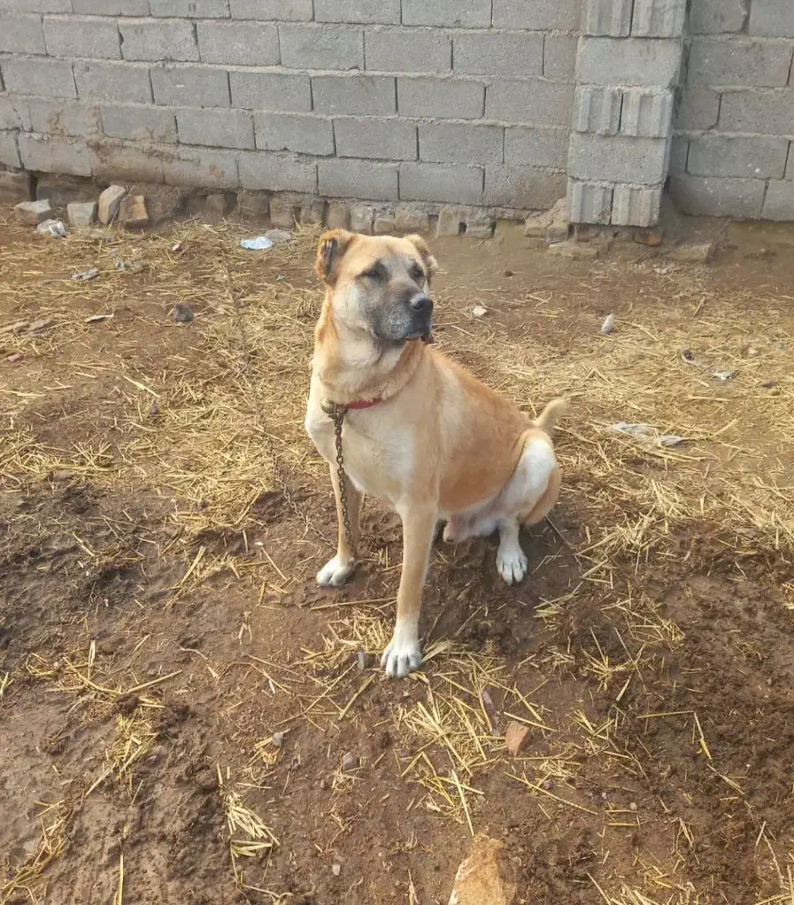 سگ یک سال|سگ|طاغنکوه, |دیوار