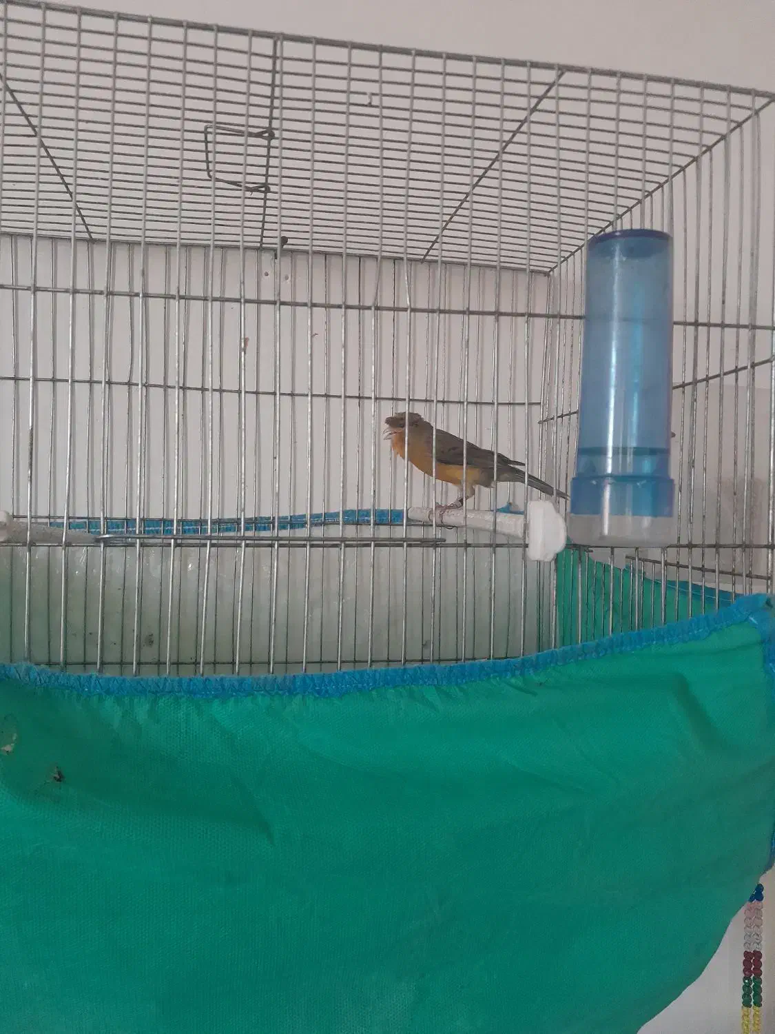 قناری|پرنده|مرودشت, ثبت احوال|دیوار