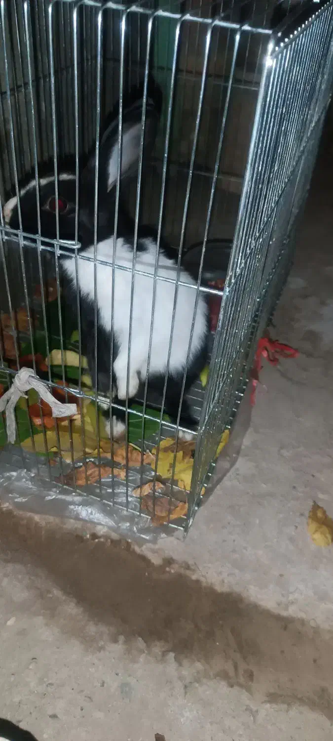 خرگوش|موش و خرگوش|نجف‌آباد, یزدانشهر|دیوار