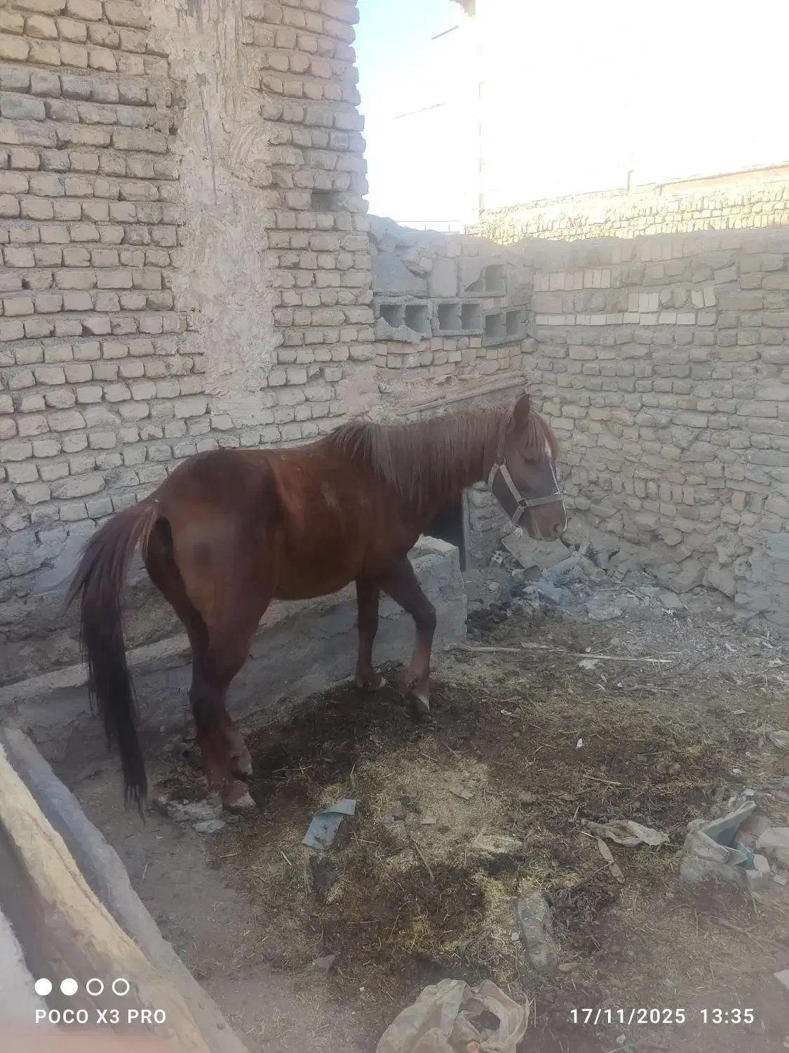 اسب 2سال اوست سه ماه آرام نجیب|اسب و تجهیزات اسب‌سواری|مشهد, كنويست|دیوار