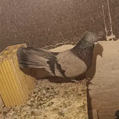 کبوتر سبز|حیوانات|الیگودرز, |دیوار