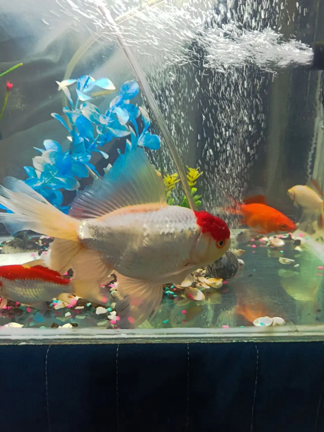 ماهی گلد فیش فروشی|ماهی|طرقبه, |دیوار