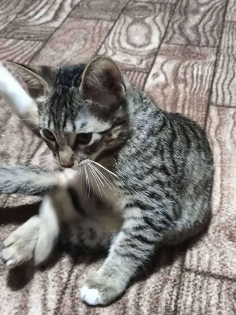 واگزاری کربه|گربه|بابل, |دیوار