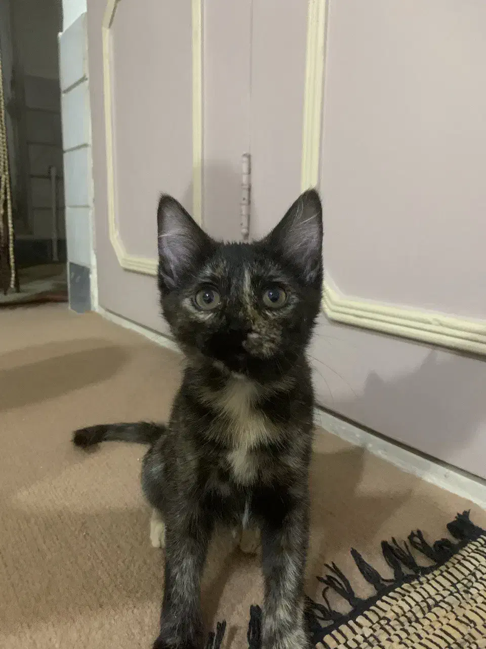 واگذاری گربه|گربه|میانه, |دیوار