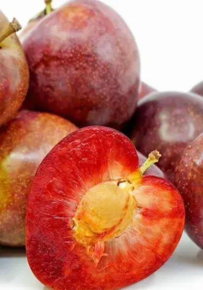 پیشفروش نهال آلو آرژانتینی خونی|خدمات باغبانی و درختکاری|ملکان, |دیوار