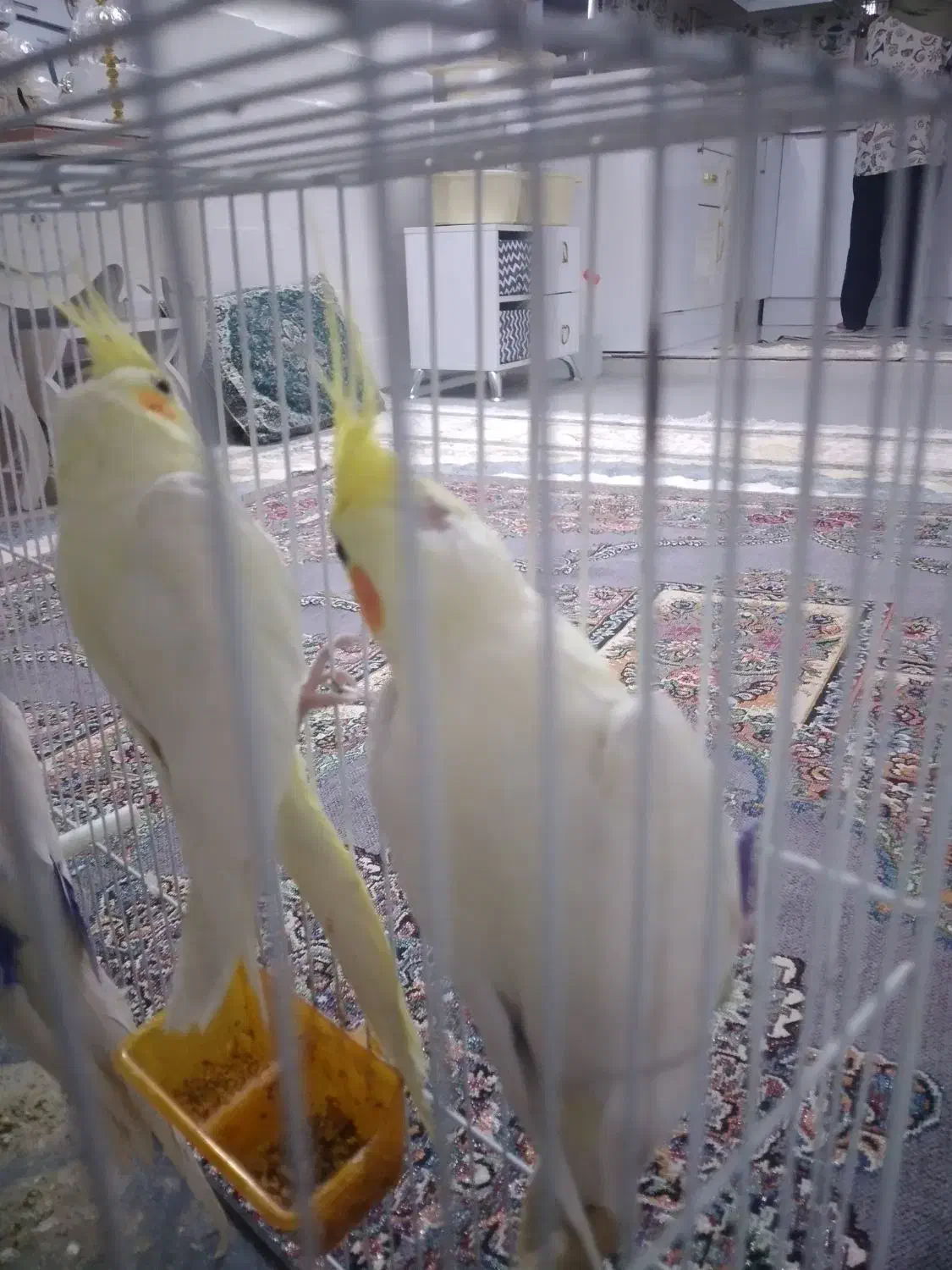 عروس هلندی وکوتوله دستی وسخنگو|پرنده|بیرجند, |دیوار