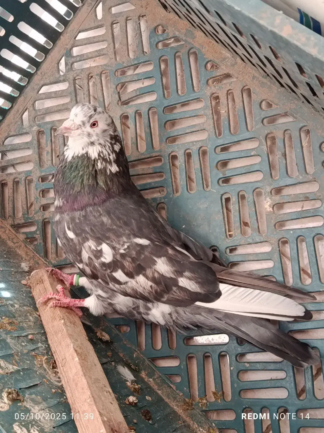 نر سرور|پرنده|گرمسار, |دیوار