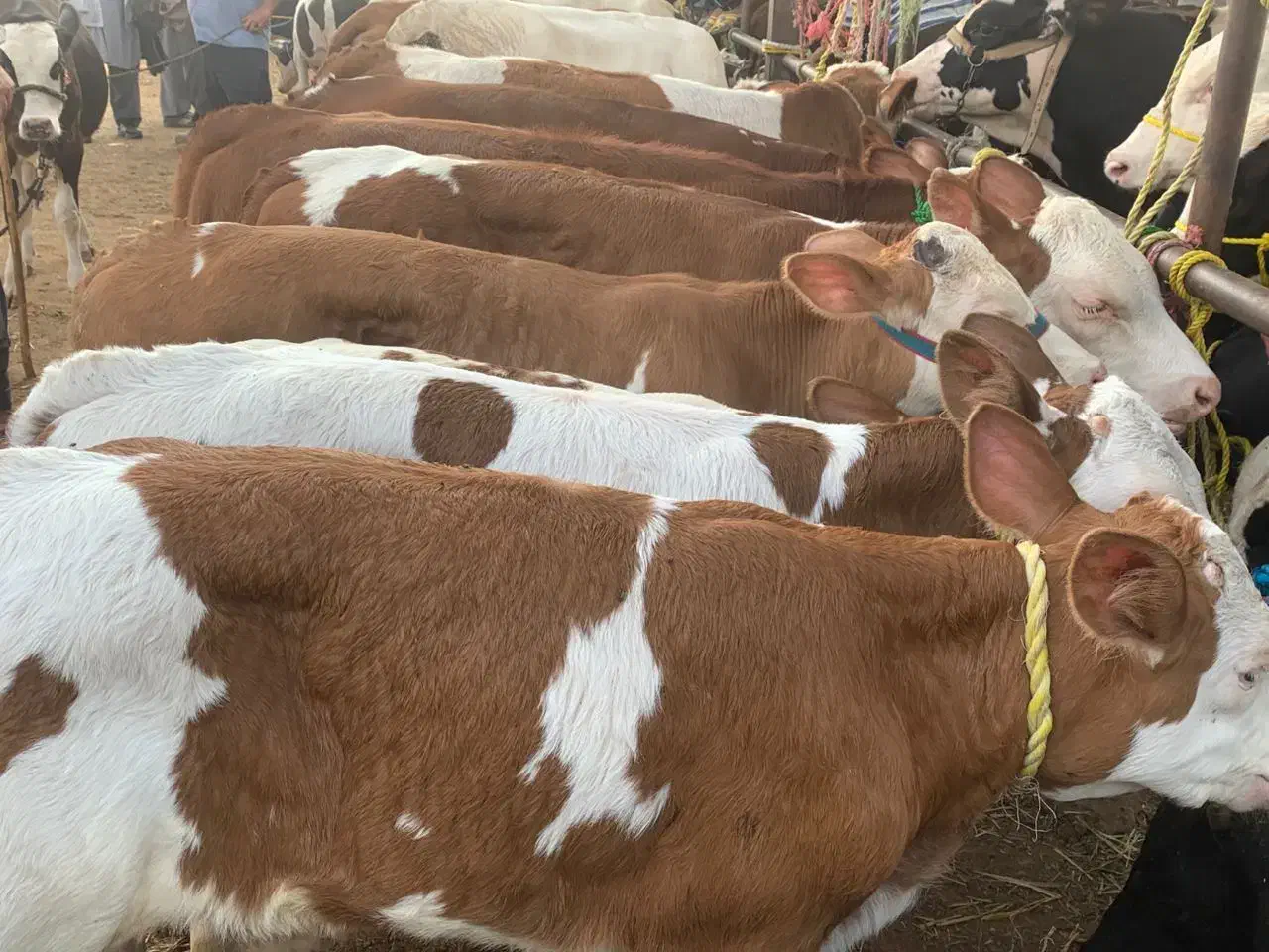 جنس درجه یک|حیوانات مزرعه|شمشک, |دیوار