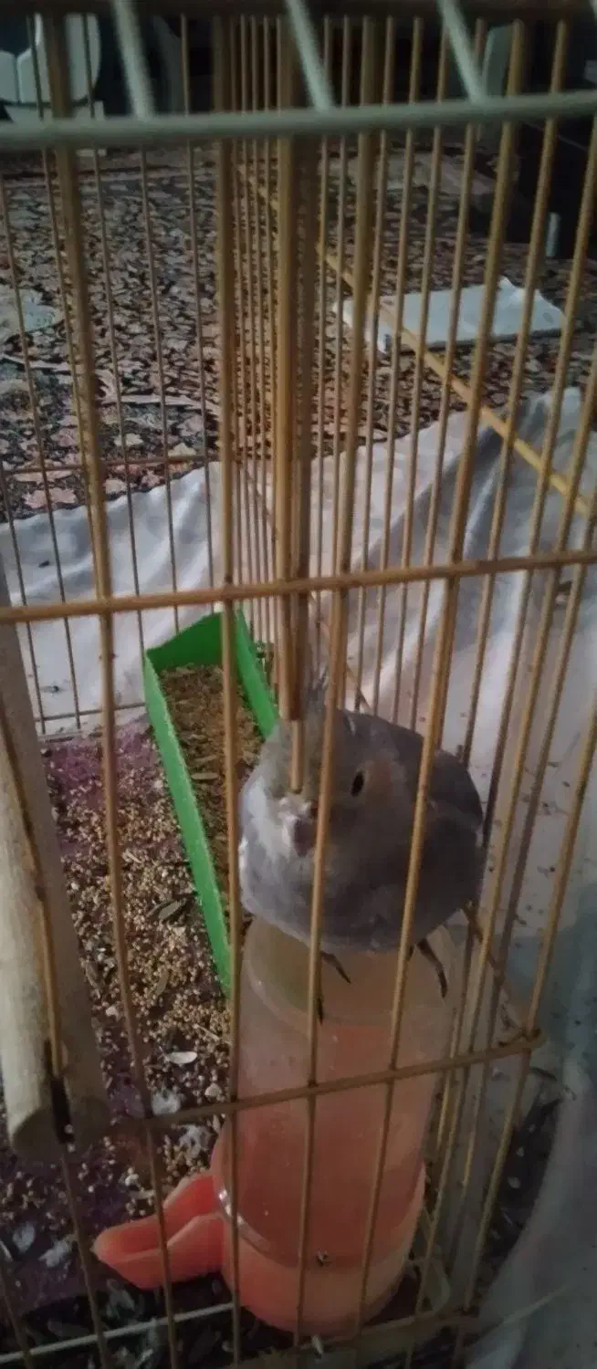 عروس هلندی|پرنده|محمدشهر, شهرک چمران|دیوار