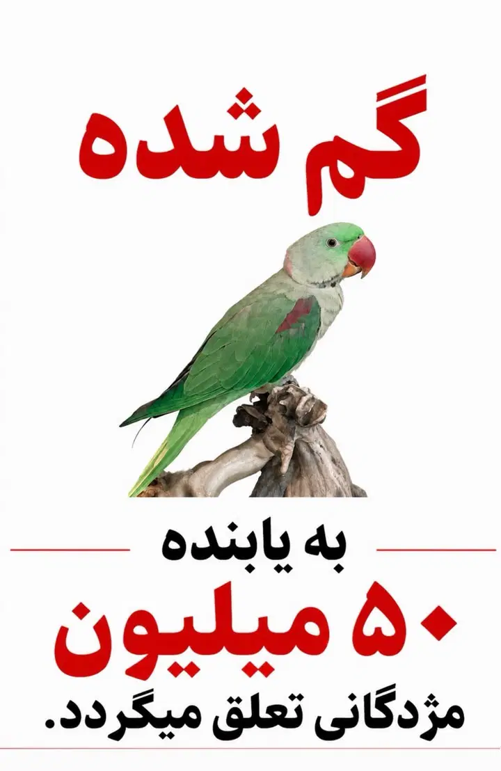 شاه طوطی گمشده/۳۰مرداد/هپی/ مژدگانی ۵۰ میلیونی|حیوانات|تهران, آذری|دیوار