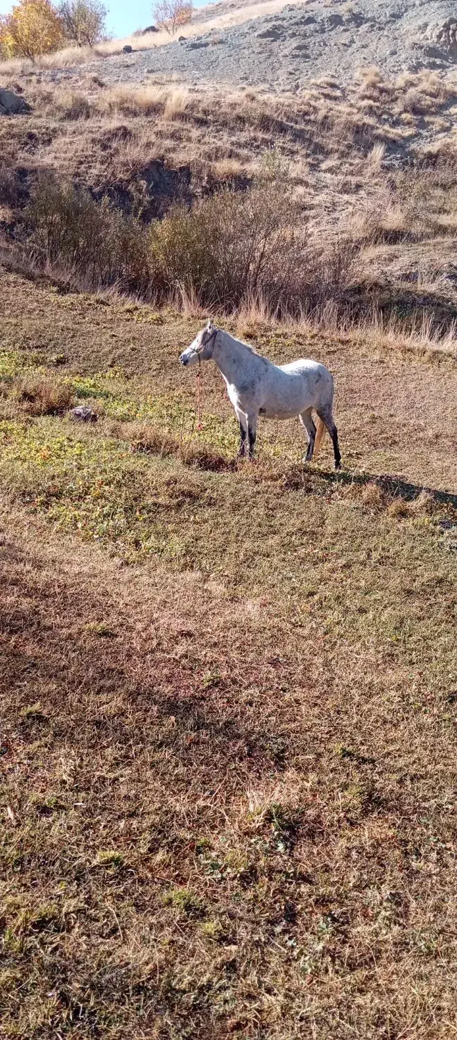 اسب مادیان 6ساله بدون ایراد|اسب و تجهیزات اسبسواری|سیلوانه, |دیوار