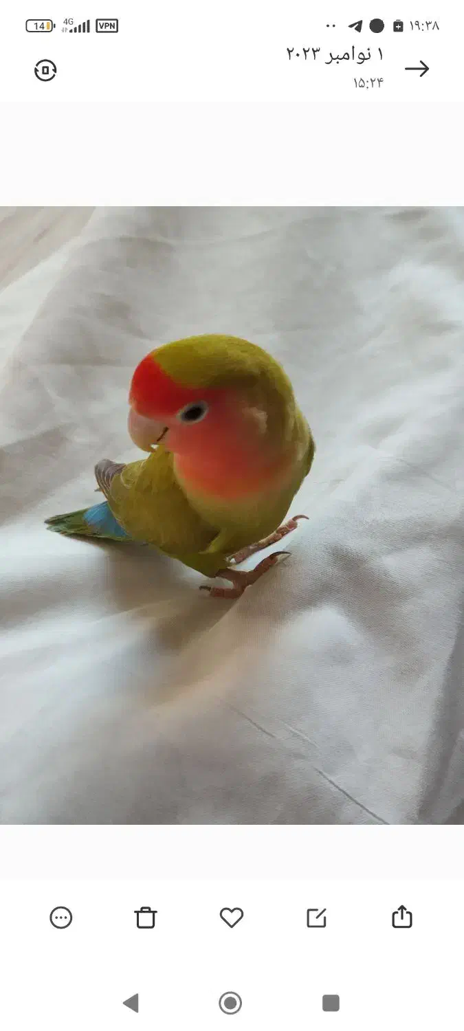 طوطی برزیلی|پرنده|شیروان (خراسان), |دیوار