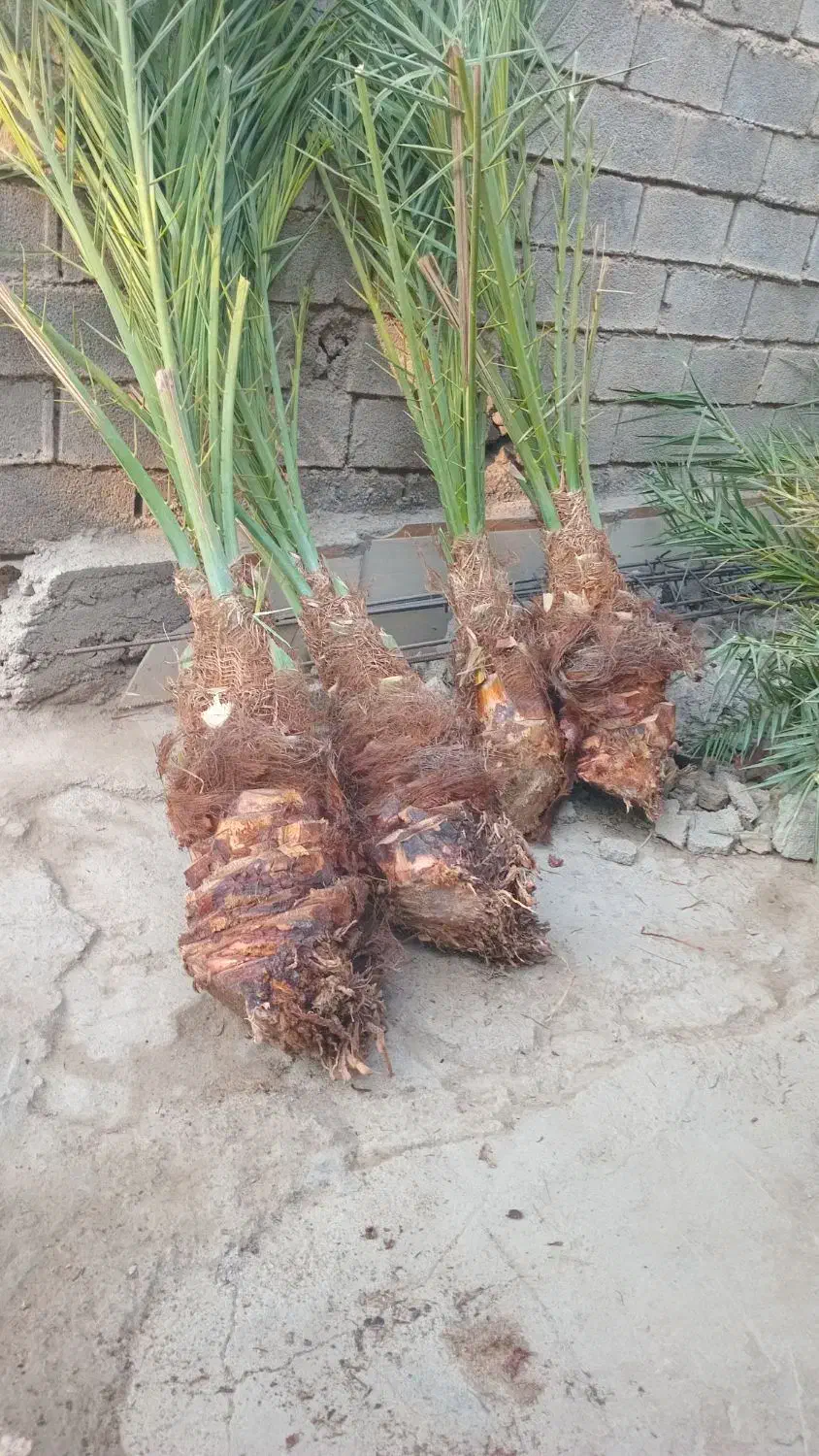 حراج|گل و گیاه طبیعی|فسا, |دیوار