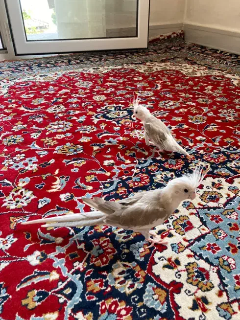 عروس هلندی وایت فیس نر|پرنده|نوشهر, |دیوار