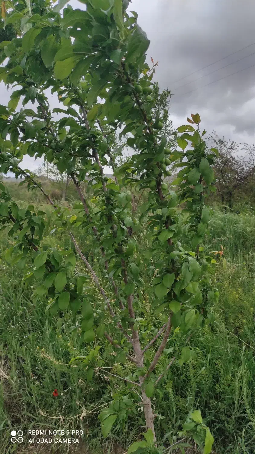 راهنمایی میخام|فعالیت داوطلبانه تحقیقاتی|پایین هولار, |دیوار