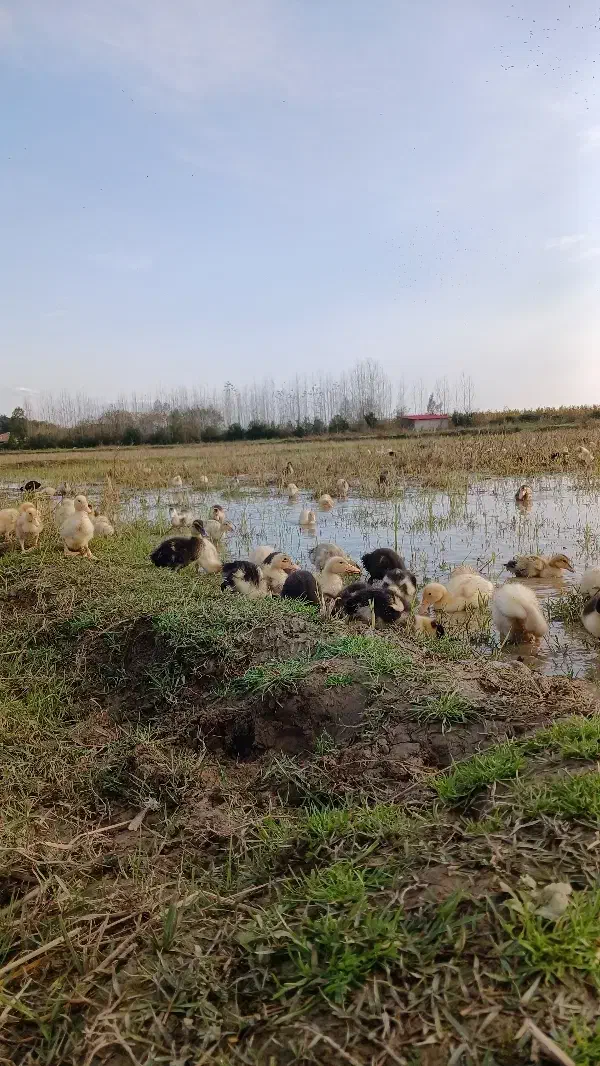 فروش جوجه اردک های یک ماهه(با تضمین سلامت و اصالت)|حیوانات مزرعه|گوراب زرمیخ, |دیوار