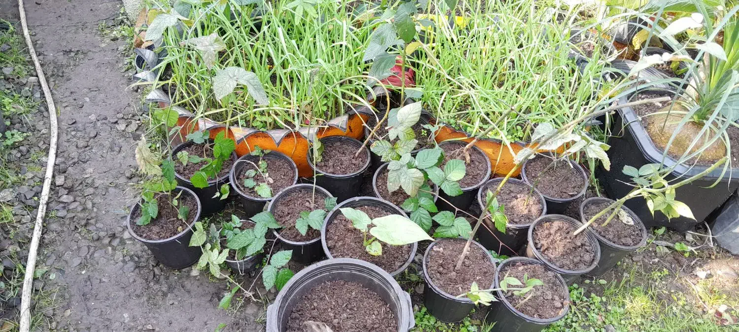 لیندا با گلدون بزرگ  و تمشک بدون خار|گل و گیاه طبیعی|خمام, |دیوار