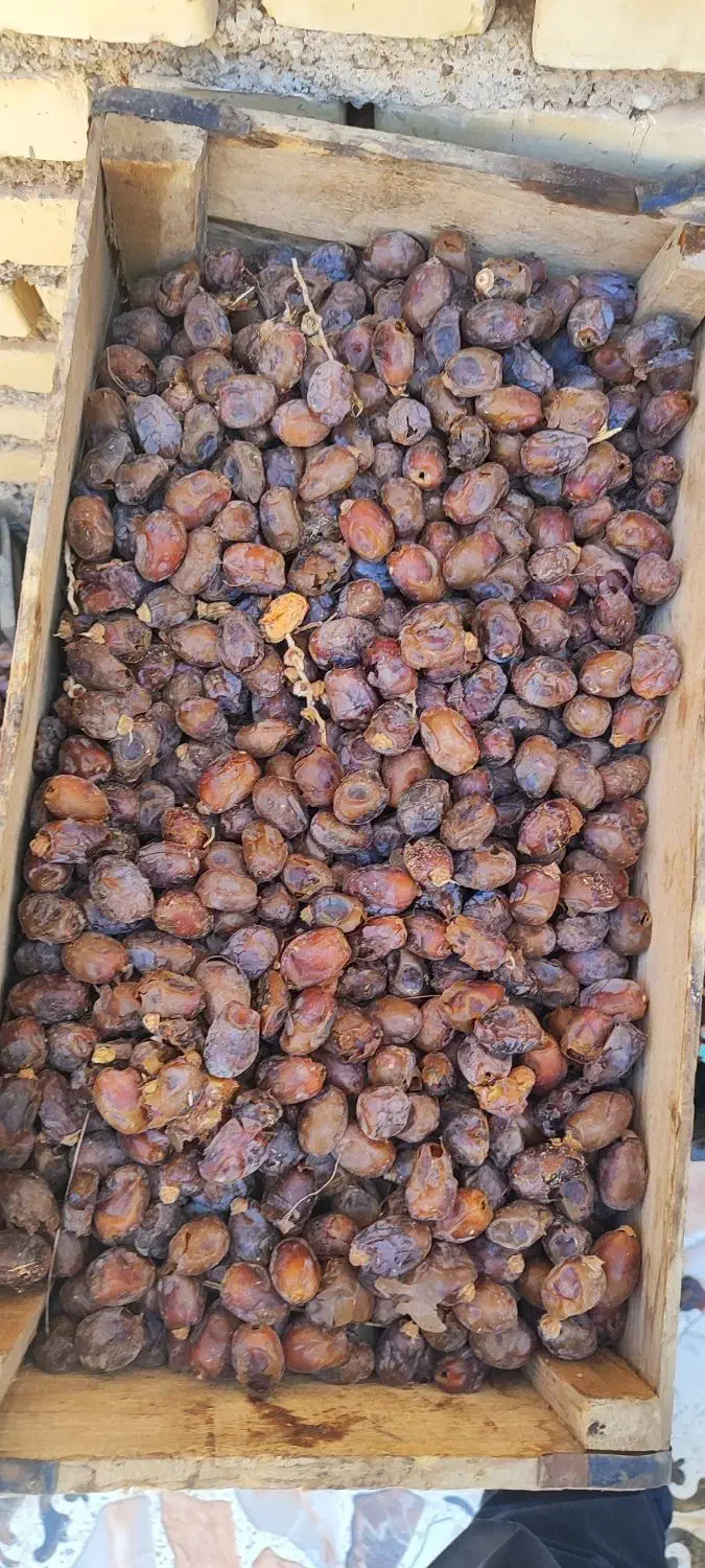 خرمای گنطار|خوردنی و آشامیدنی|اهواز, کارون|دیوار