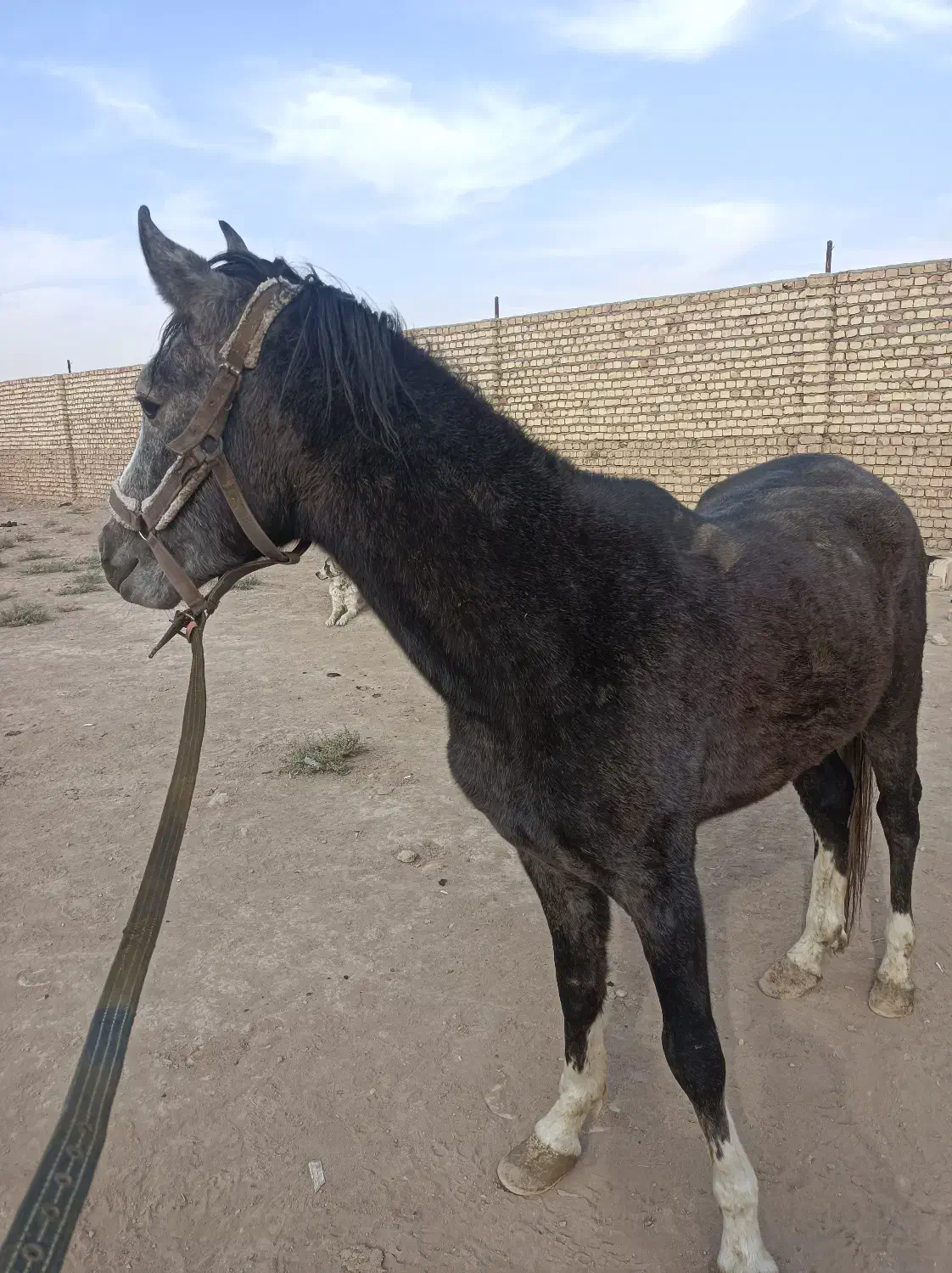 اسب نر 3ساله سیاه قدرتمند چابک فروش اسب نر اصیل|اسب و تجهیزات اسبسواری|قنوات, |دیوار