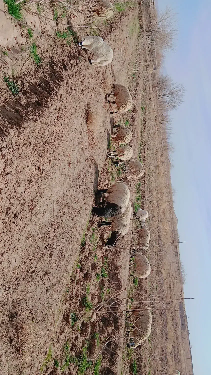 میش بر|حیوانات مزرعه|یزدان شهر, |دیوار