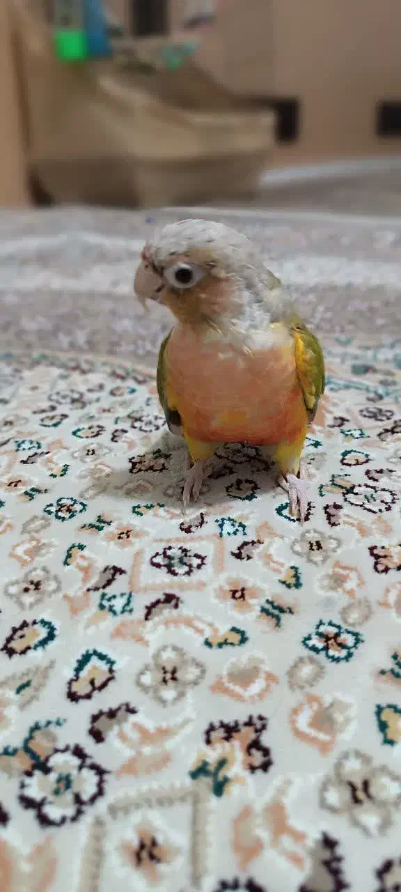 طوطیگرینچیک|پرنده|قائن, |دیوار