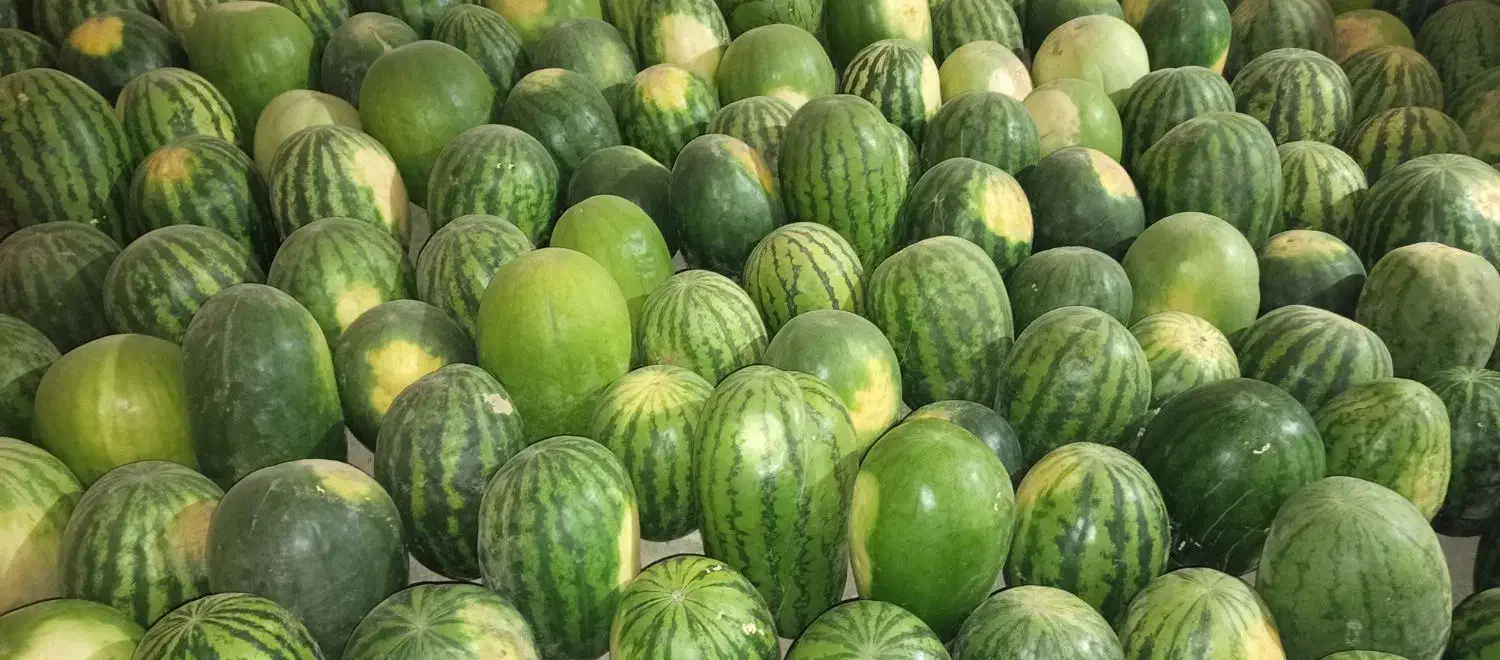 هندوانه|خوردنی و آشامیدنی|طاغنکوه, |دیوار