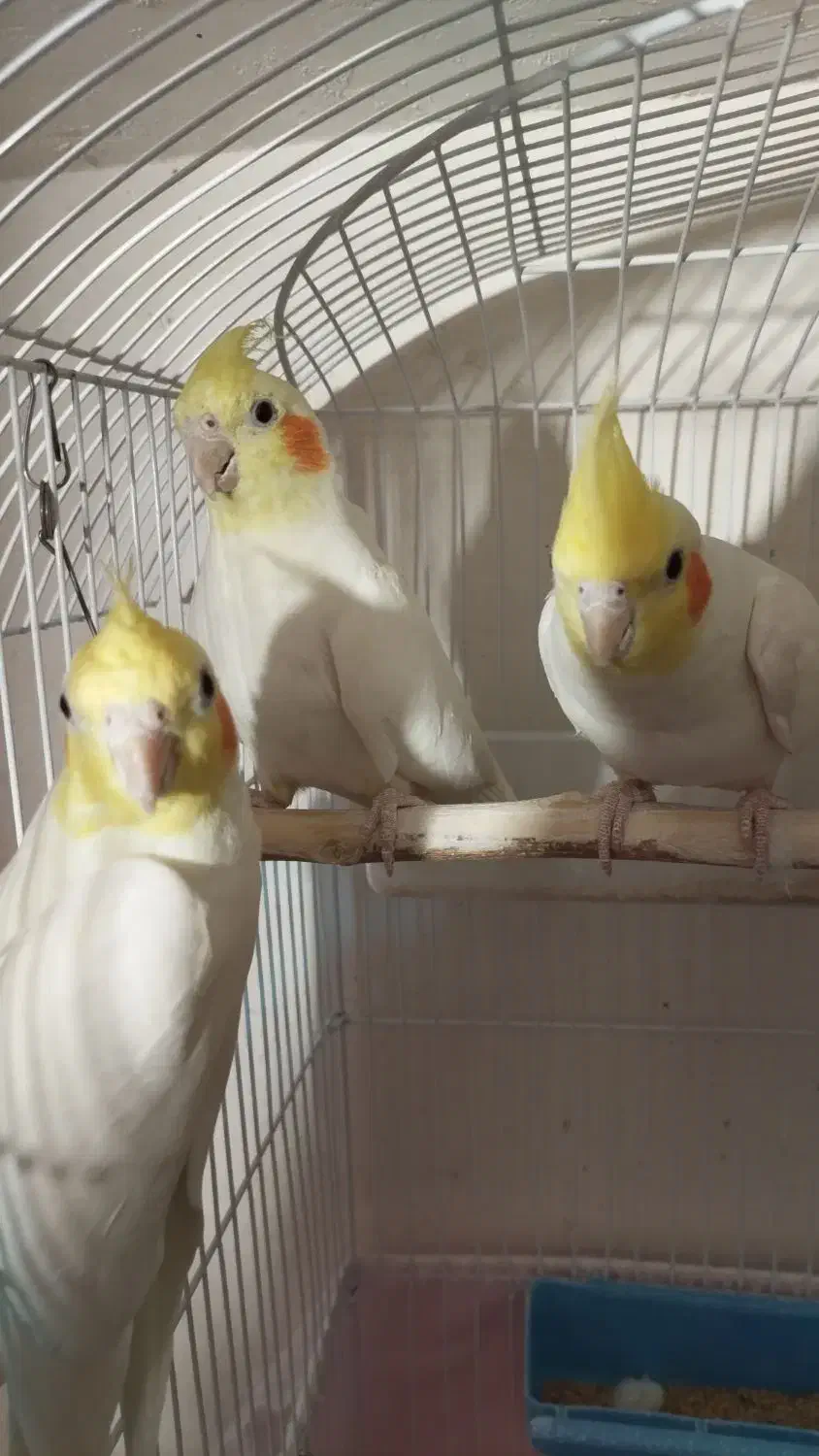 عروس هلندی لوتینو و البینو سالم دستی|پرنده|تربتحیدریه, شهرک ولیعصر|دیوار