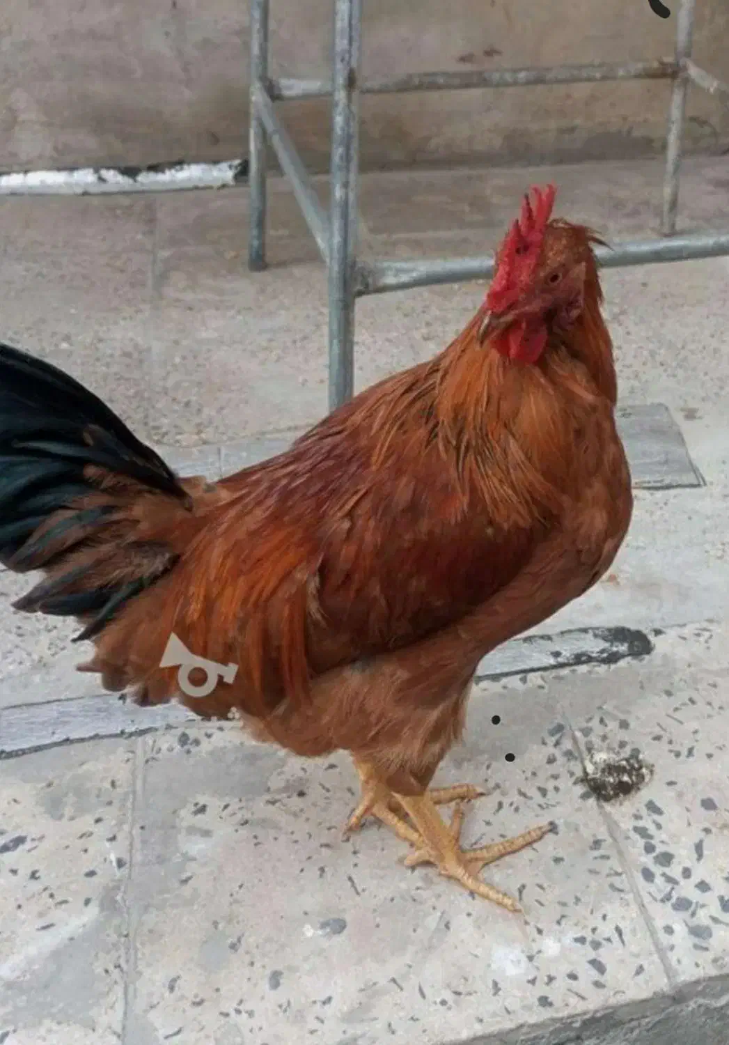 ۳ عدد خروس|حیوانات مزرعه|ساری, |دیوار