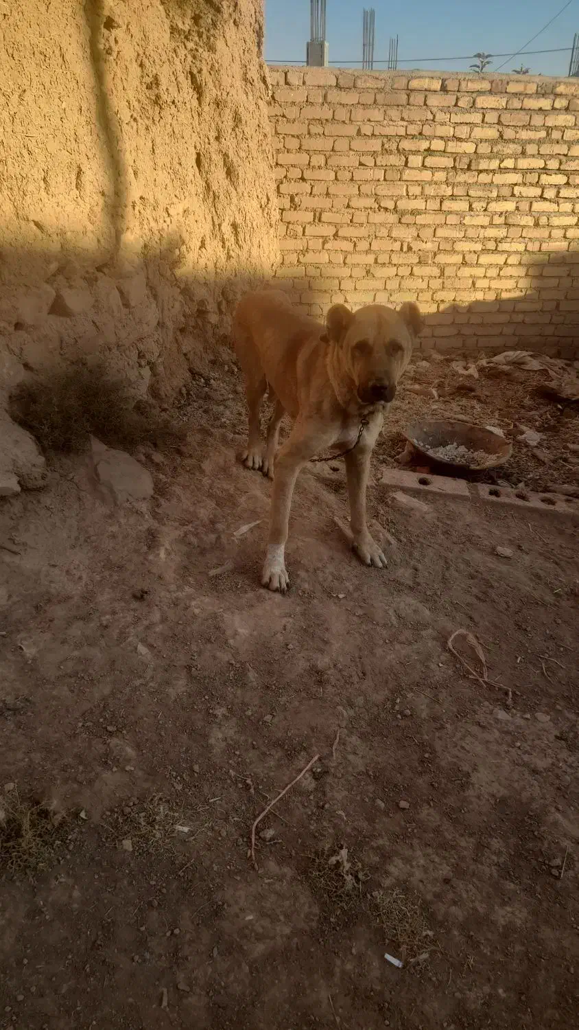 سگ سرابی اصل فقط برای نگهبانی|سگ|فشم, |دیوار