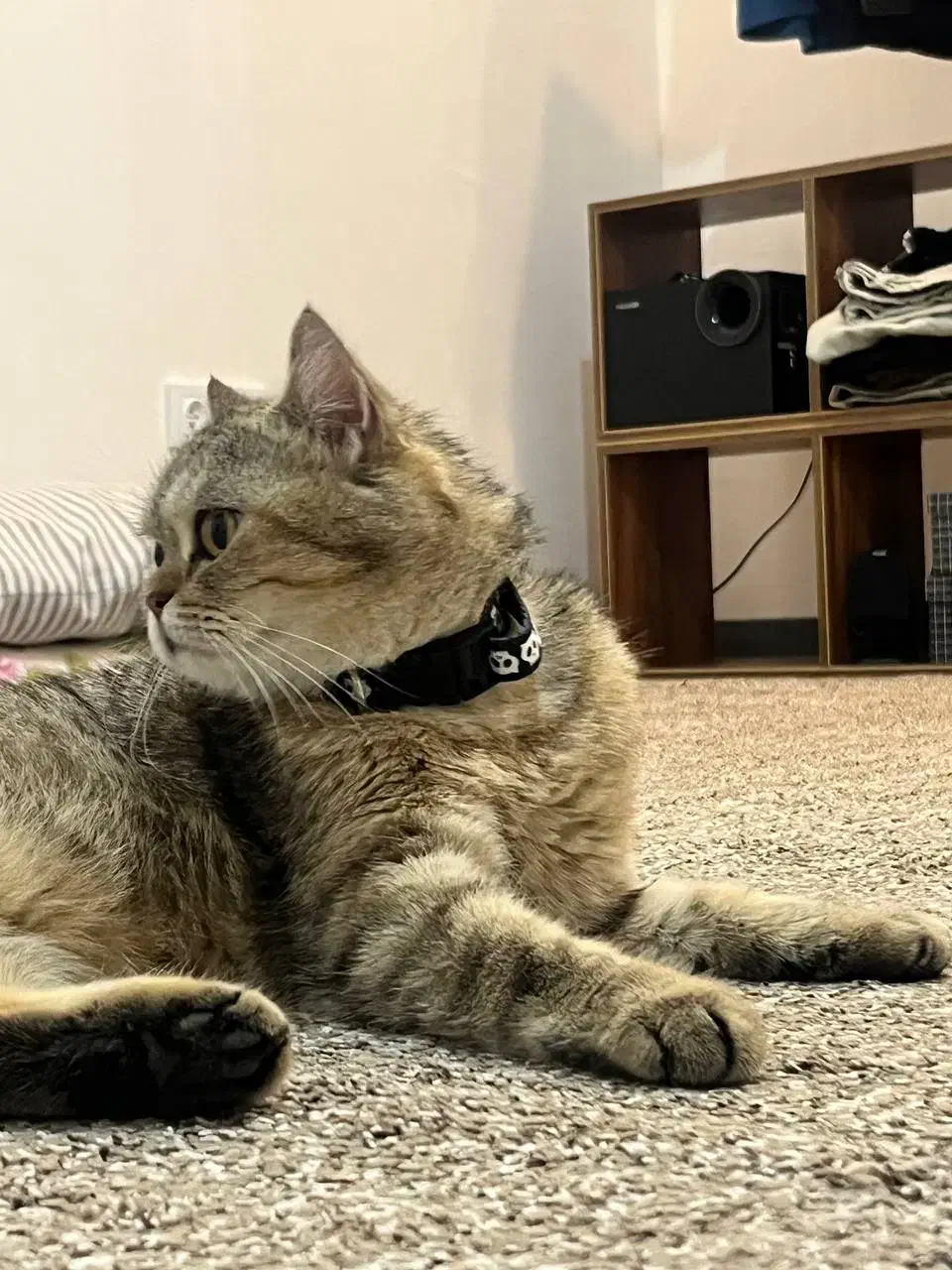 گربه نژاد دار|گربه|فردیس, شهرک شهید حسینی|دیوار