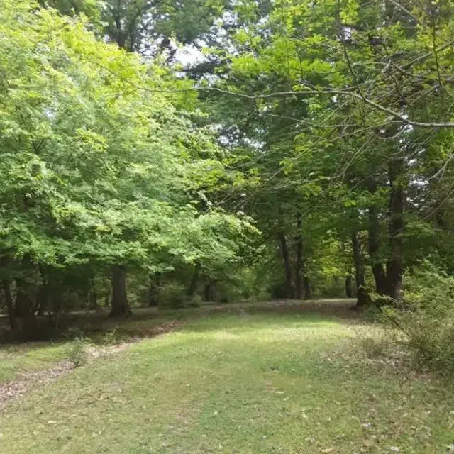 خدمات باغبانی|خدمات باغبانی و درختکاری|نور, |دیوار