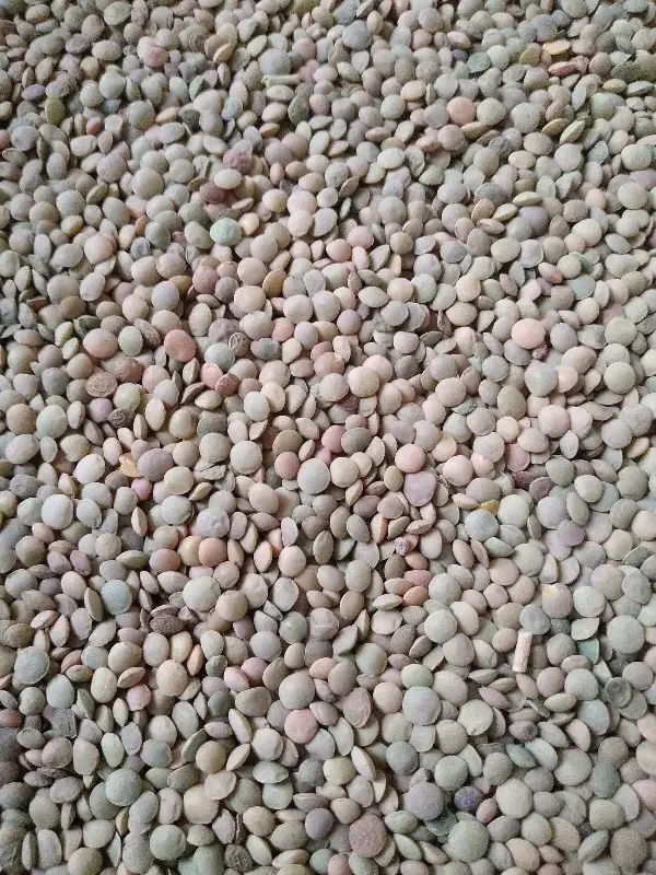 عدس محلی دیم|عمده‌فروشی|قوچان, |دیوار