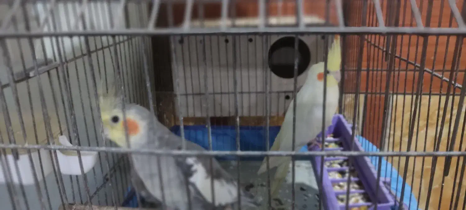 یک جفت عروس هلندی مولد|پرنده|کارون, |دیوار