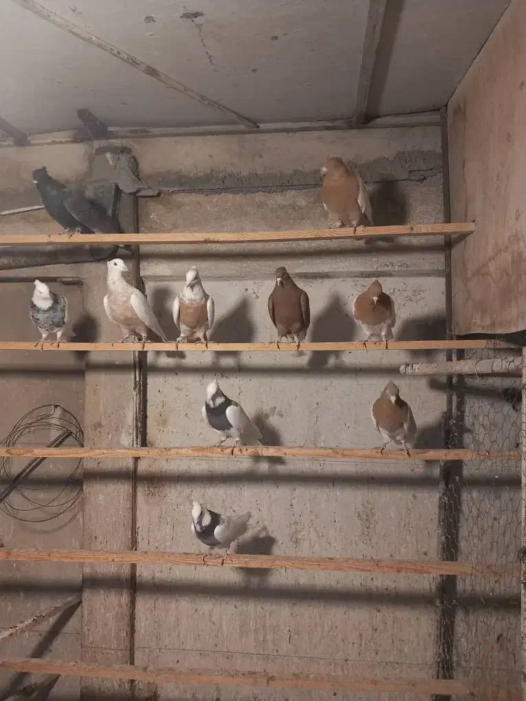 کبوتر رنگی حدود ۵ جفت همه عالی|پرنده|تهران, مختاری|دیوار