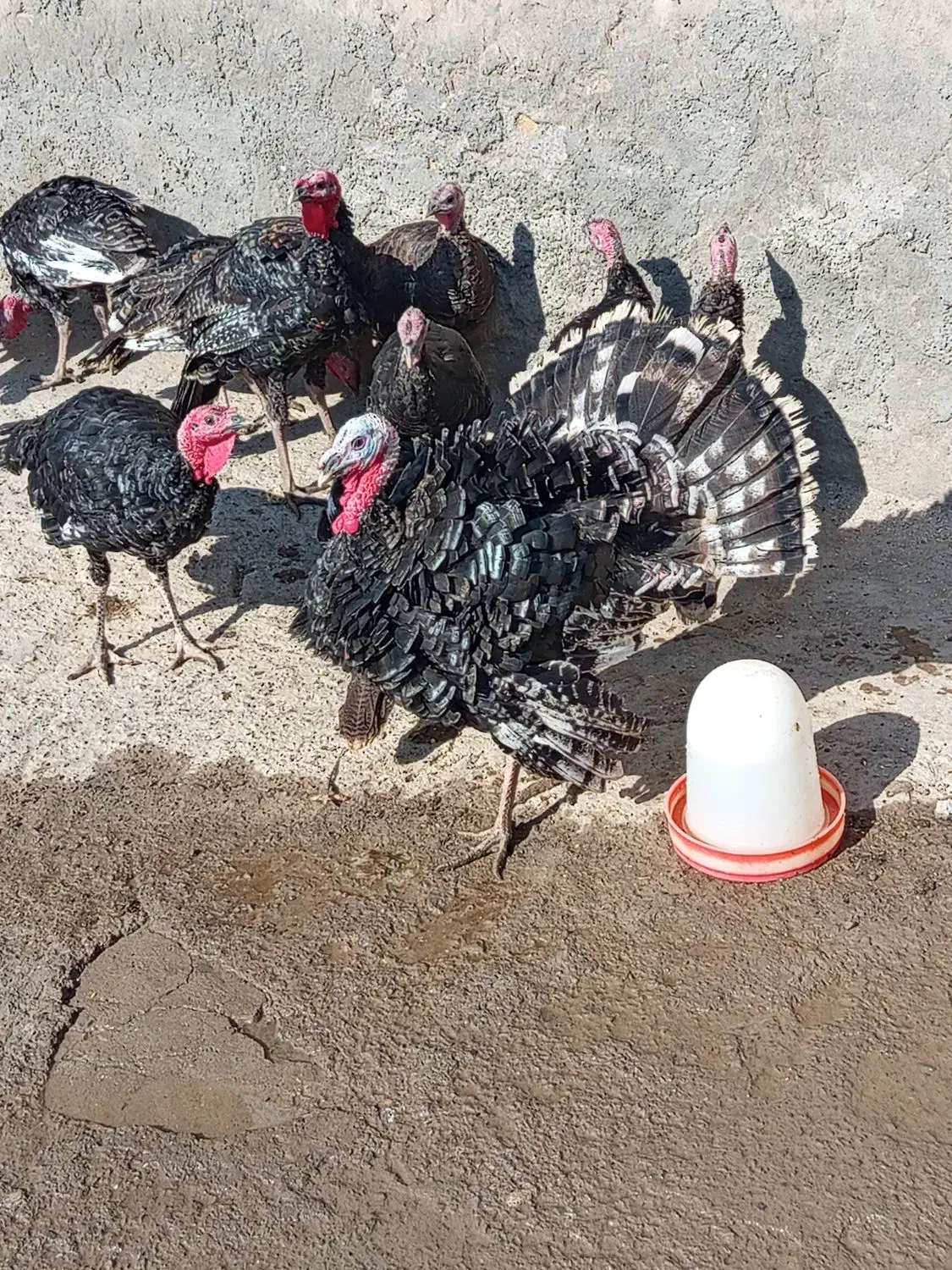 بوقلمون رویال پالم  12 عدد 30000000|حیوانات مزرعه|باسمنج, |دیوار