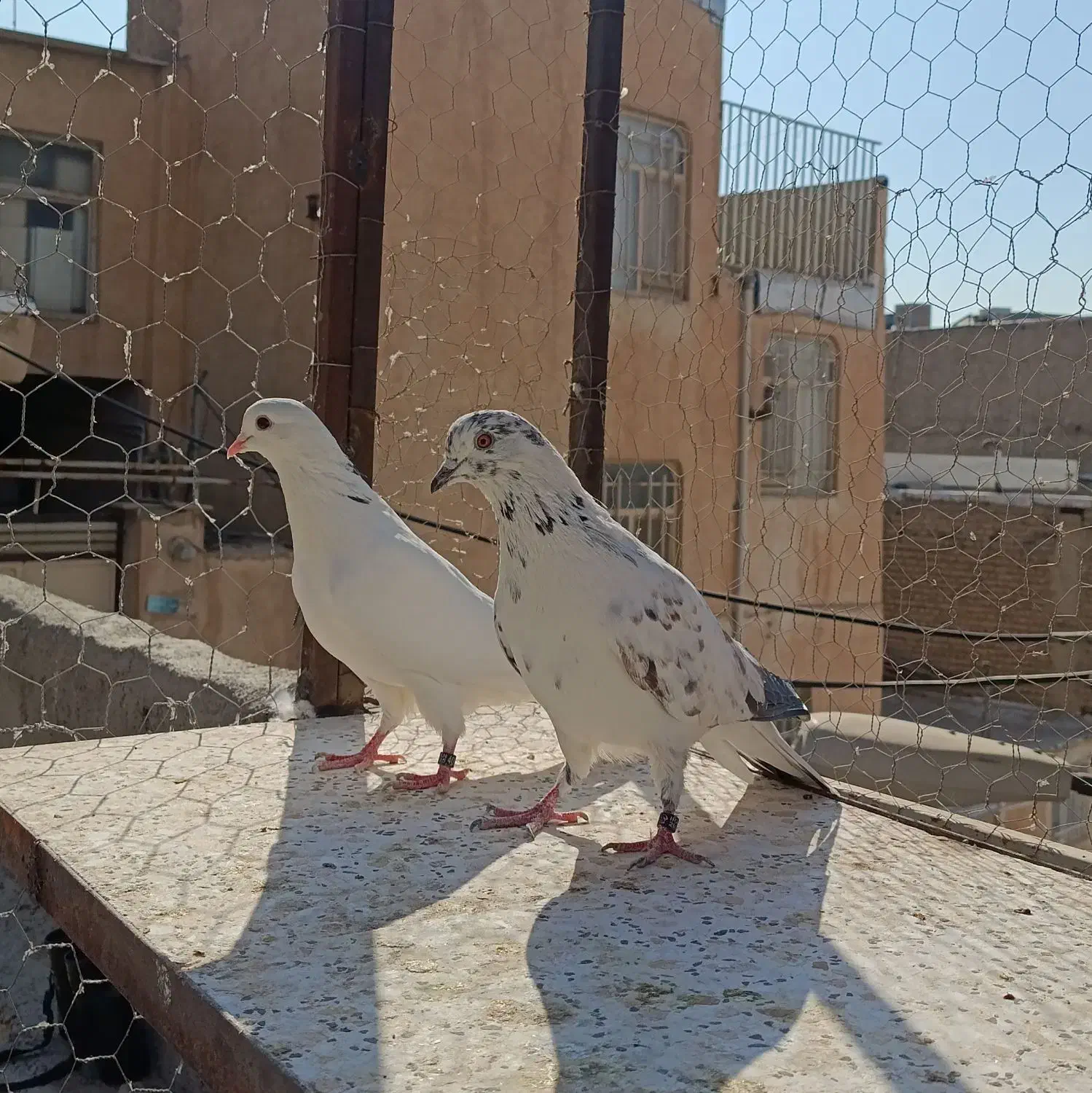 یک جفت کفتر پرشی|پرنده|کرج, کلاک نو|دیوار